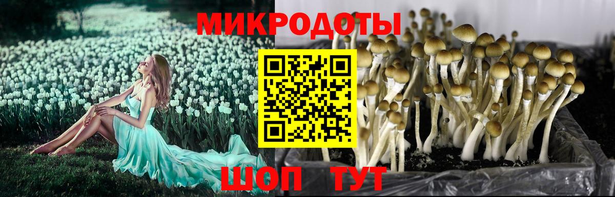 Псилоцибиновые грибы мицелий  Вход с VPN  Смоленск  Псилоцибиновые грибы Psilocybe 